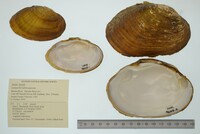 Lampsilis rafinesqueana image