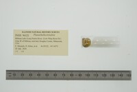 Planorbella trivolvis image