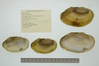 Pyganodon grandis image