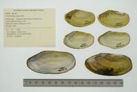 Utterbackia imbecillis image