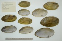 Pyganodon grandis image