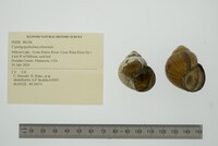 Cipangopaludina chinensis image