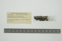 Pseudosuccinea columella image