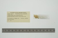 Pseudosuccinea columella image