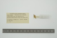 Pseudosuccinea columella image