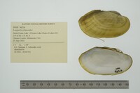 Lampsilis siliquoidea image