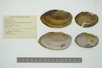 Pyganodon grandis image