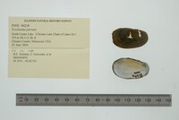 Toxolasma parvum image