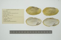 Lampsilis siliquoidea image