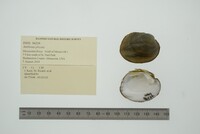 Amblema plicata image