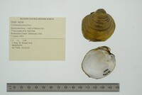 Cyclonaias pustulosa image