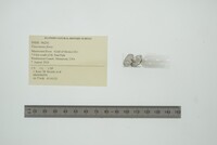 Fusconaia flava image