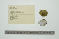 Obliquaria reflexa image