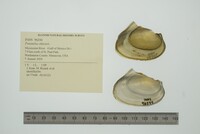 Potamilus ohiensis image