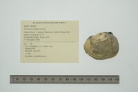 Cyrtonaias tampicoensis image