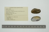 Toxolasma texasiense image