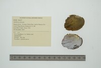 Amblema plicata image