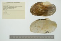 Pyganodon grandis image