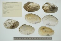 Lampsilis siliquoidea image