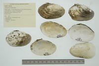 Lampsilis siliquoidea image