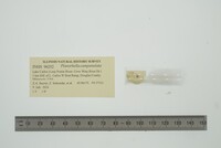 Media resource of Planorbella campanulata