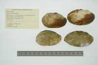 Lampsilis siliquoidea image