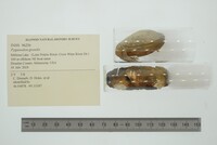 Pyganodon grandis image