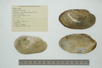 Lampsilis siliquoidea image