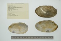 Lampsilis siliquoidea image