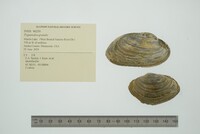 Pyganodon grandis image