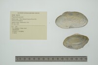 Pyganodon grandis image