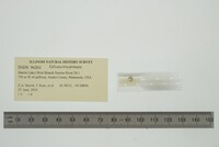 Valvata tricarinata image