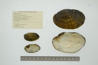 Ortmanniana ligamentina image