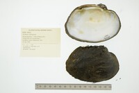 Arcidens confragosus image