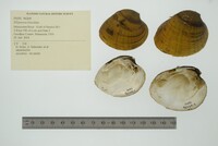 Ellipsaria lineolata image