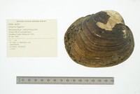 Lampsilis higginsii image