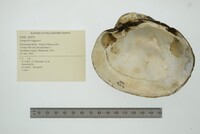 Lampsilis higginsii image