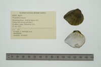 Truncilla truncata image