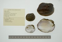 Amblema plicata image