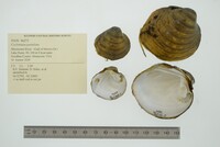Cyclonaias pustulosa image