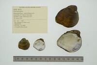 Fusconaia flava image