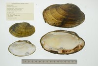 Lampsilis siliquoidea image