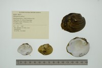 Obliquaria reflexa image