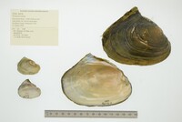 Potamilus alatus image