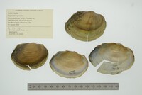 Pyganodon grandis image