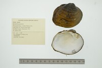 Quadrula quadrula image