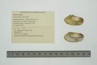 Utterbackia imbecillis image