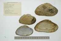 Alasmidonta marginata image