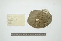 Amblema plicata image