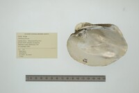 Amblema plicata image